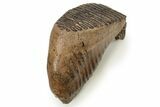 Woolly Mammoth Lower M Molar - North Sea Deposits #272819-3